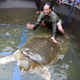 Illustration for article titled It took a few dozen people, including Special Forces soldiers, to capture this sacred giant turtle